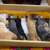 懷孕母貓也慘遭毒手，台南新化農藥毒貓釀7死