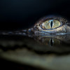 血染柏金包，鱷魚無處逃——愛馬仕籌建澳洲最大鱷魚養殖場