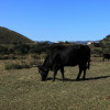 低溫，限地，吃不飽？陽明山水牛撐過歹年冬，金山農戶協助照顧母女水牛