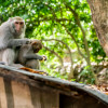 新竹動物園解說牌誤植「猴王」？猴子社會比你想得更多元