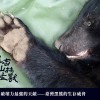 人，是破壞力最強的天敵——臺灣黑熊生存威脅