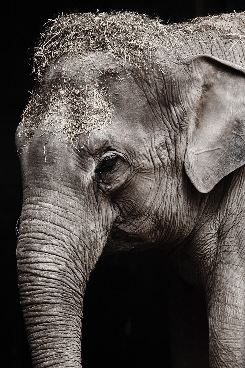 elephant portrait 194270