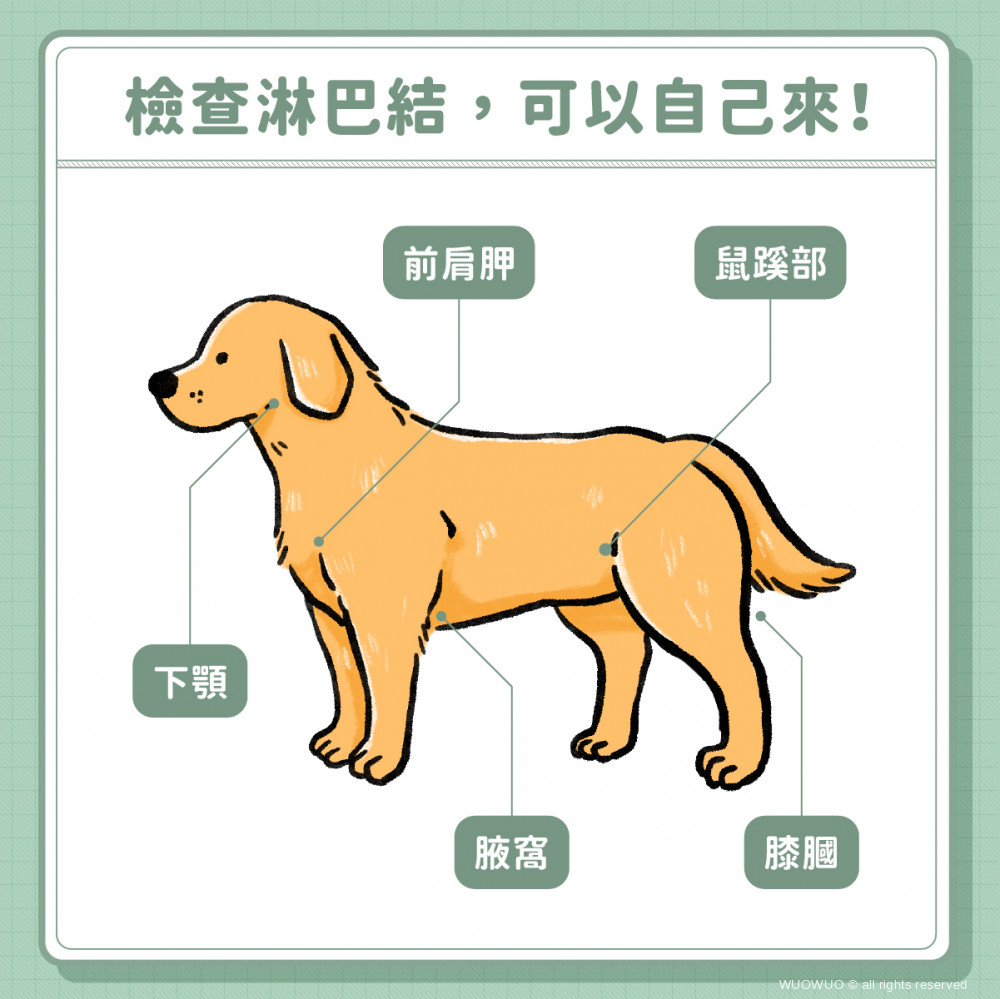 犬貓淋巴癌 難以發現的隱形殺手 及早治療才是關鍵 窩窩 專注為動物發聲的獨立媒體