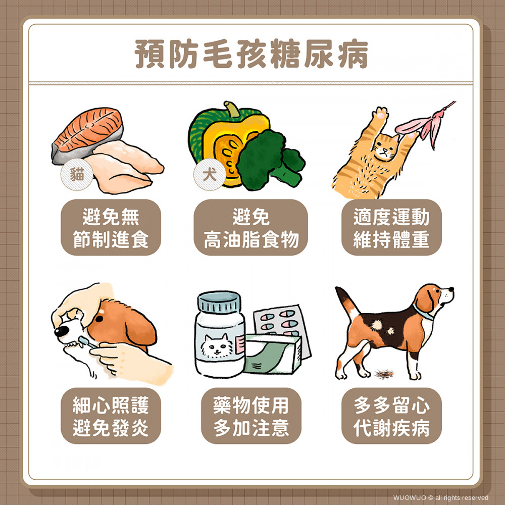 犬貓糖尿病 吃多 喝多 尿多 年老毛孩的長期抗戰 窩窩 專注為動物發聲的獨立媒體