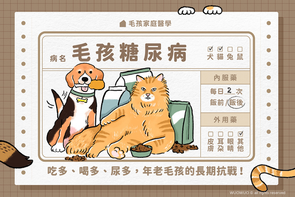 犬貓糖尿病 吃多 喝多 尿多 年老毛孩的長期抗戰 窩窩 專注為動物發聲的獨立媒體