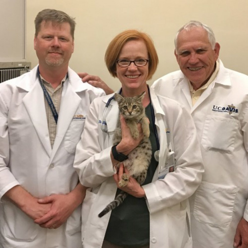 hope for feline infectious peritonitis aka fip lunas story