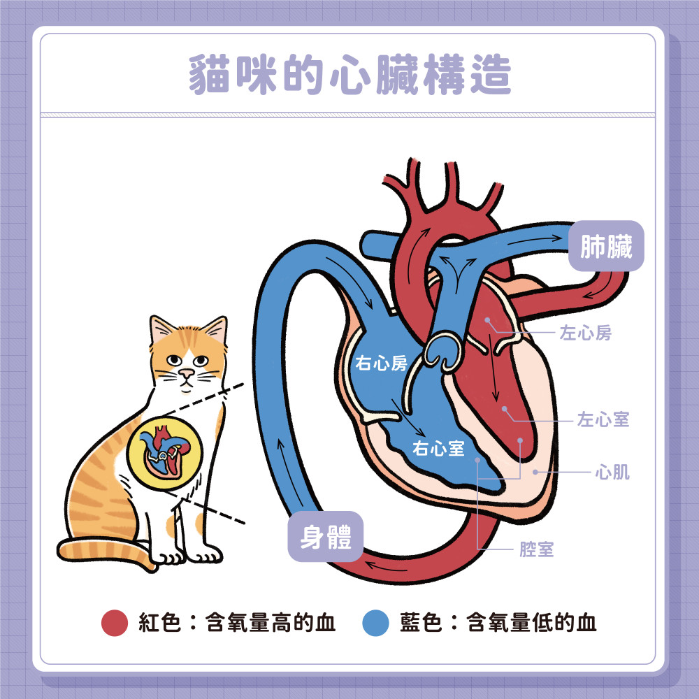 cat heart disease 02