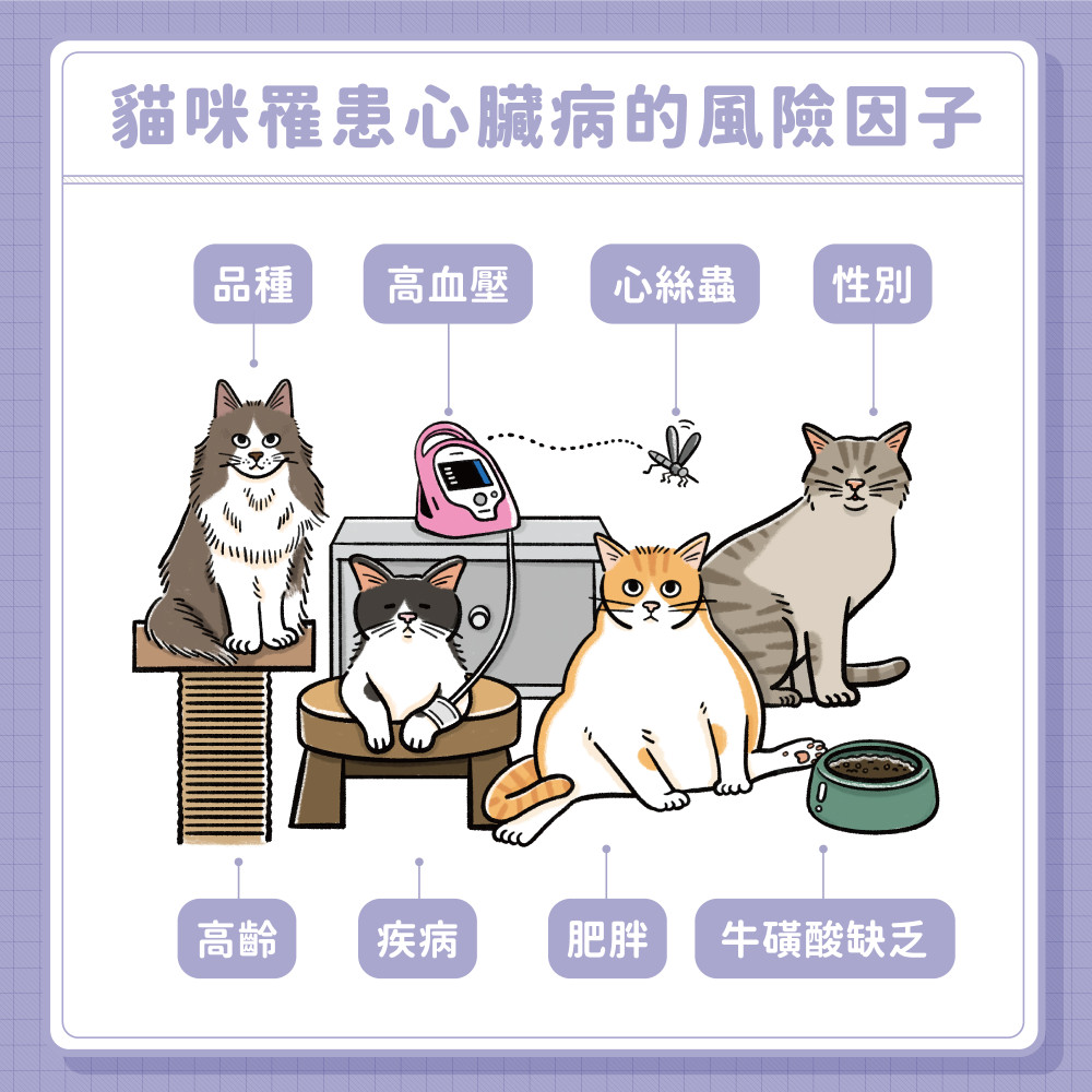 cat heart disease 03