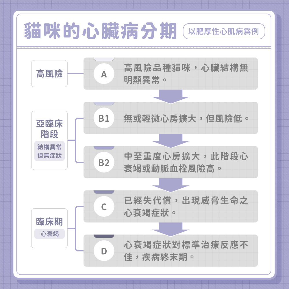 cat heart disease 04