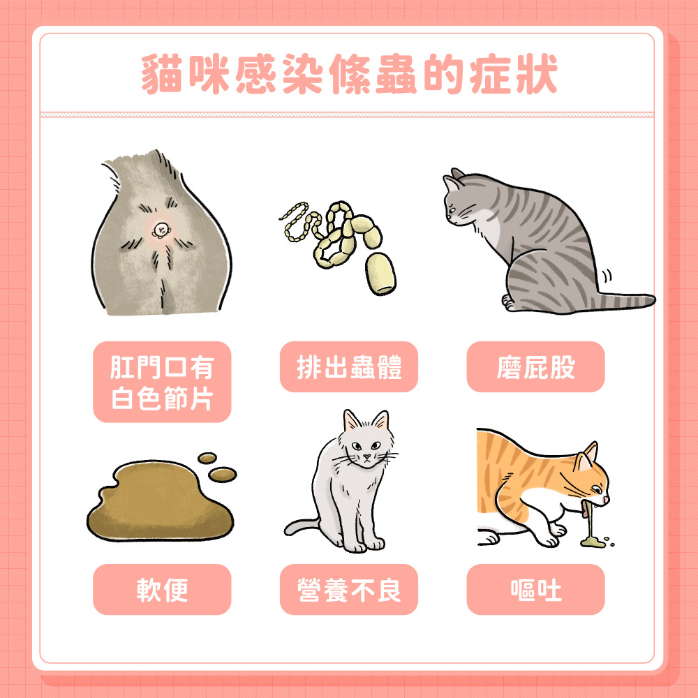 cat tapeworm 04