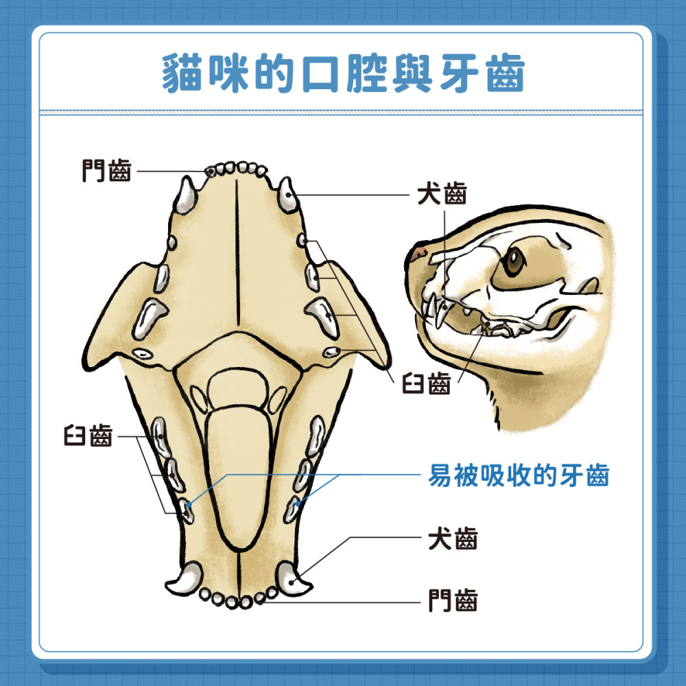 Tooth Resorption 02