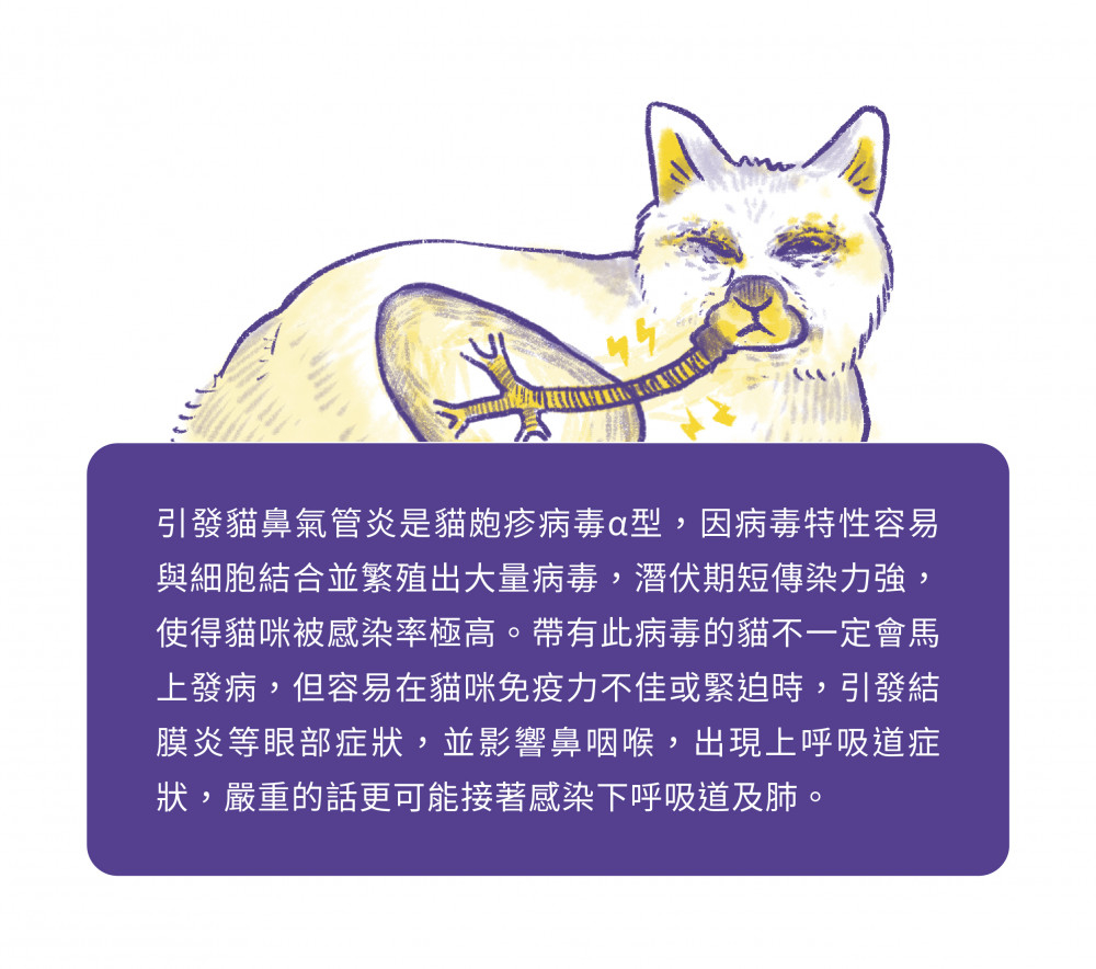 貓皰疹病毒是什麼 貓奴不可不知的常見貓流感 愛貓網 Likekitten