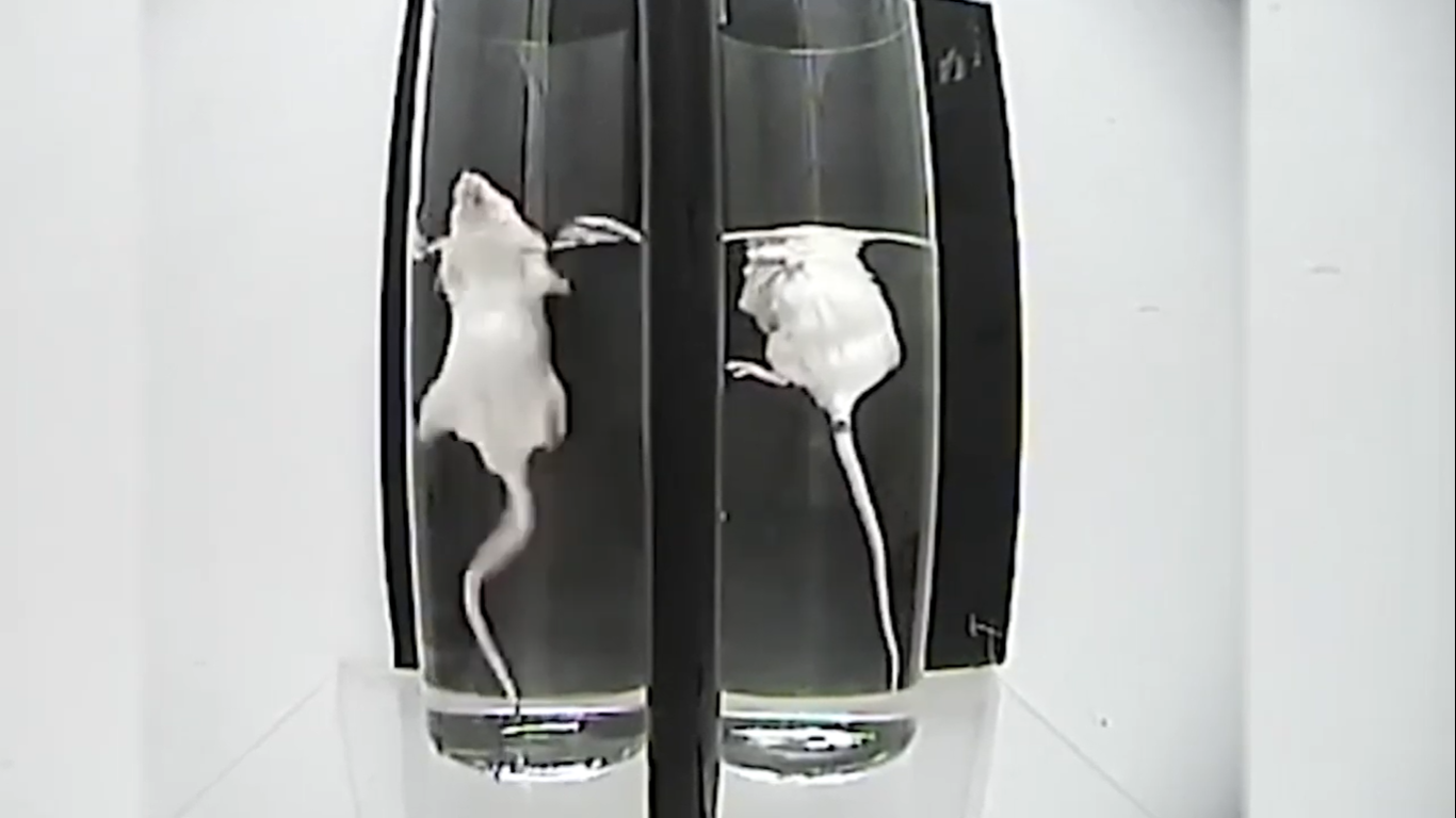mice swim