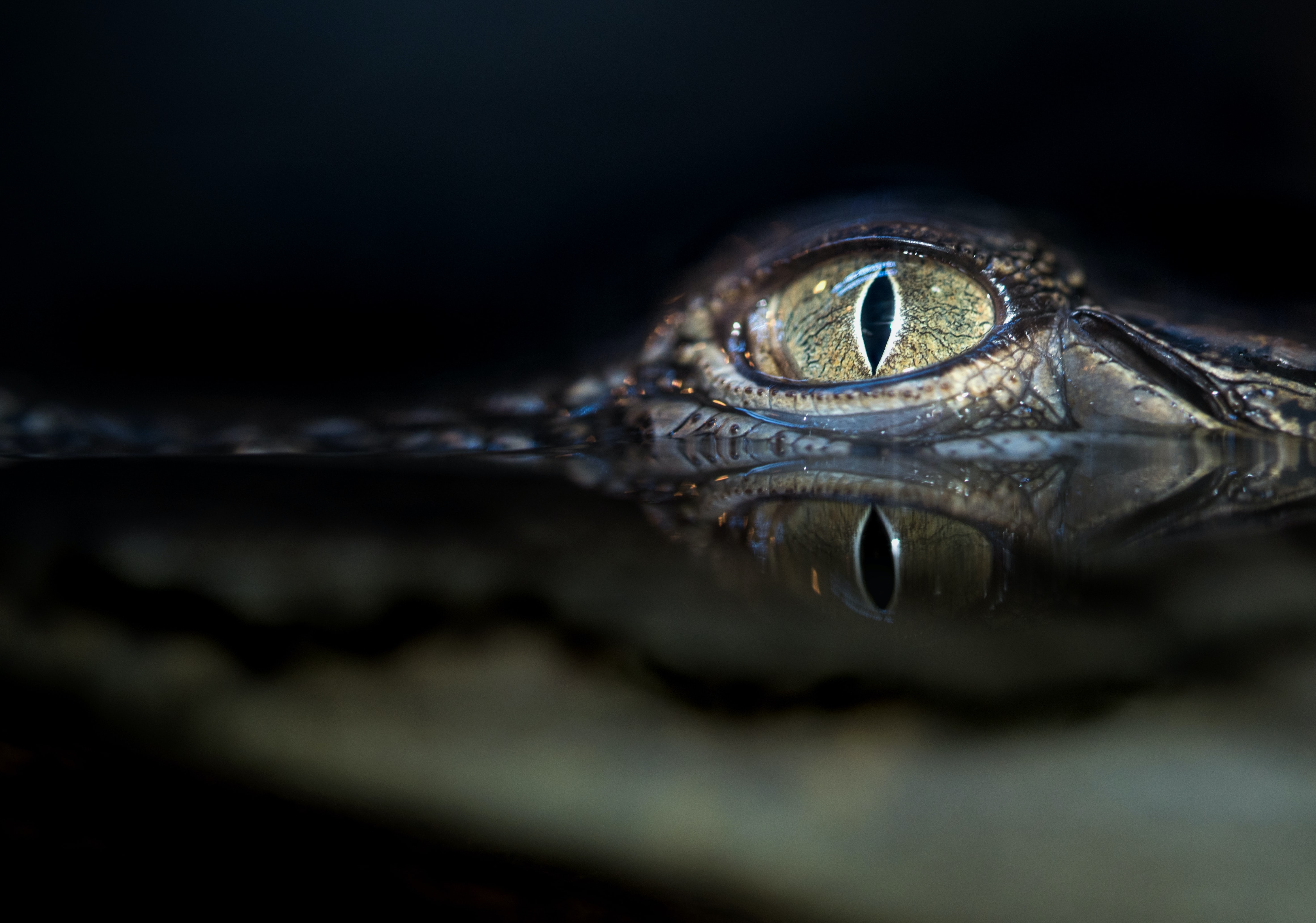血染柏金包 鱷魚無處逃 愛馬仕籌建澳洲最大鱷魚養殖場 窩窩 專注為動物發聲的獨立媒體
