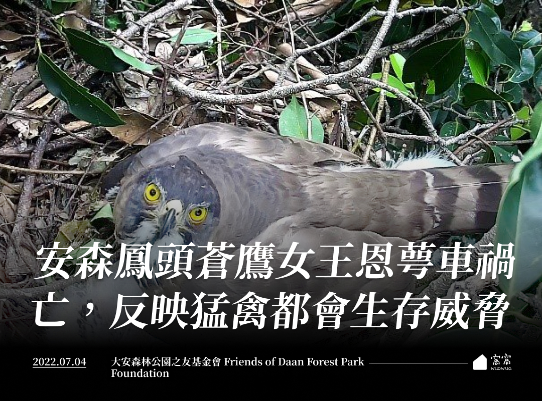 安森鳳頭蒼鷹女王恩萼車禍亡 反映猛禽都會生存威脅 窩窩 專注為動物發聲的獨立媒體 安森鳳頭蒼鷹女王恩萼車禍亡 反映猛禽都會生存威脅 窩窩 專注為動物發聲的獨立媒體