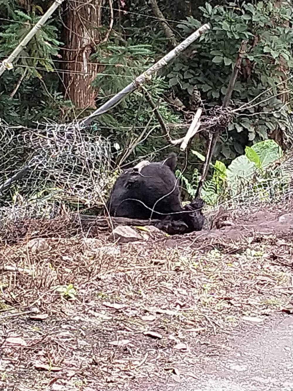 套索加槍傷 救傷崁頂小黑熊僅能以流質進食 人熊如何共存引議 窩窩 專注為動物發聲的獨立媒體