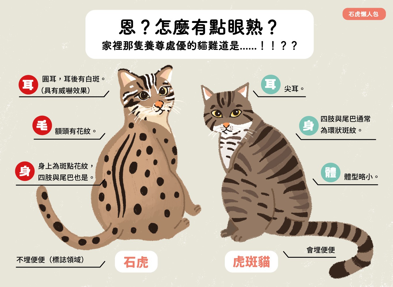 石虎是臺灣最後的貓科動物 認識物種與威脅現況 窩窩 為牠發聲
